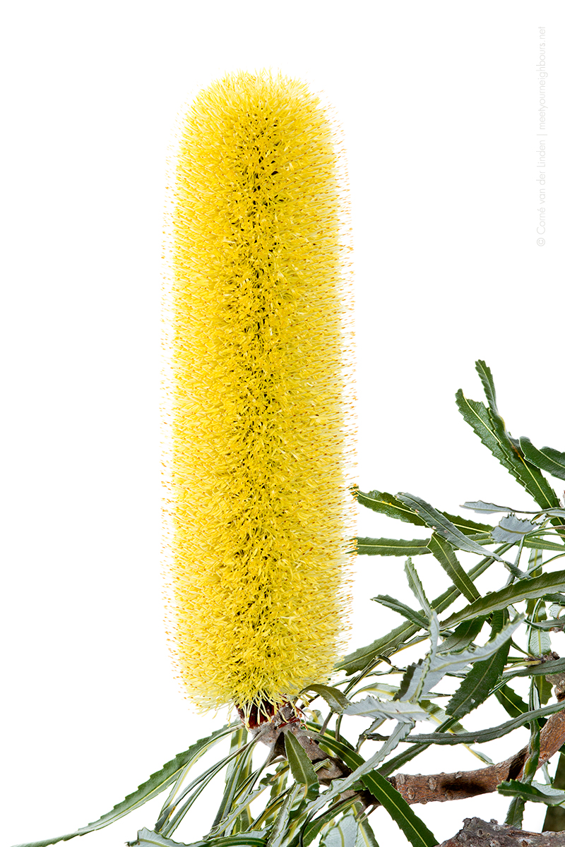 <!--Banksia attenuata, Slender banksia-->